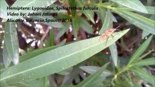 Hemiptera Lygaeidae Spilostethus furcula [upl. by Rodgers381]