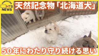 ４匹の子犬誕生 かつてはアイヌ民族の狩猟犬 天然記念物「北海道犬」を５０年にわたり守り続ける思い [upl. by Leonore903]