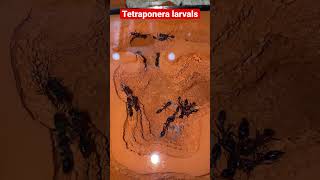 Tetraponera larvals [upl. by Nnaear]