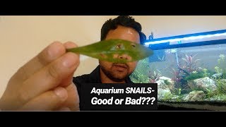 Snails in Aquarium  Good or bad [upl. by Artenal]