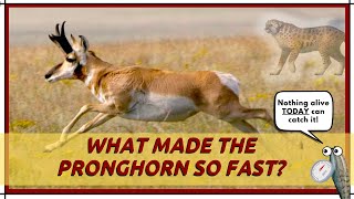 What Made The Pronghorn So Fast [upl. by Cleland241]