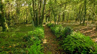 O BOSQUE  RELAX [upl. by Ydahs]