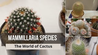 mammillaria Species Types of Cactus Names  mammillaria bocasana mammillaria fraileana [upl. by Rosene]