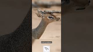 5 Fun Facts about Dik diks funfacts interestingfacts facts shorts dikdik antelope [upl. by Yehus]