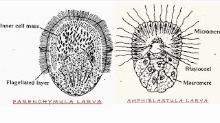 Larvae of Porifera amphiblastula parenchymula [upl. by Neelcaj170]