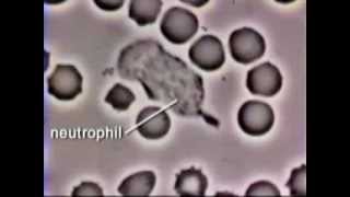 Neutrophil Phagocytosis  White Blood Cell Eats Staphylococcus Aureus Bacteria [upl. by Lombardo]