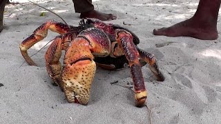 Giant Coconut Crab – the largest land crab in the world [upl. by Lleunamme]