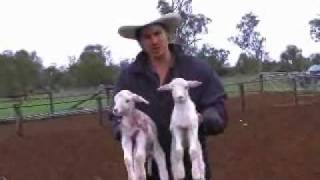 Shearing Merino Sheep in the Wet  Farmer Dave [upl. by Hak359]