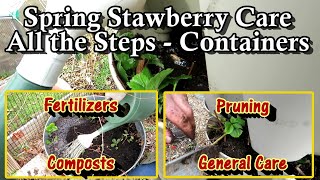 Spring Strawberry Plant Care Basics Containers Pruning Compost Fertilizing and Nitrogen Time [upl. by Nuawed]