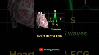 Heartbeat and ECG education [upl. by Cychosz496]