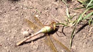 Dragonfly vs Wasp [upl. by Jilli]