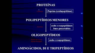 Fisiologia do Sistema Digestório  Aula 2 Parte 3 Digestão e absorção de proteínas [upl. by Asetal]