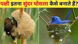 चिड़िया के घोसले  12 Most Amazing Birds Nests In The World  Chidiya Apna Ghosla Kaise Banati Hai [upl. by Cave472]