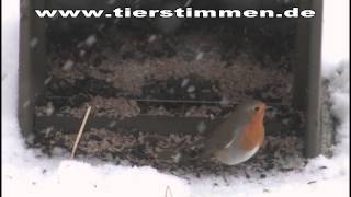 Das Rotkehlchen am Futterplatz im Winter [upl. by Chiang]