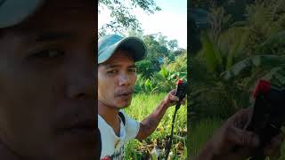 Applying Herbicide in the rubber farm farmer [upl. by Verene872]