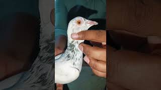 Madrasi kabutar ki pahchan ❤️ part3 worldwide pigeon madrasipigeon pigeonshorts [upl. by Cerracchio]