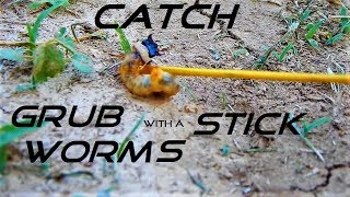 Catch a Grub Worm with a Stick [upl. by Jacey]