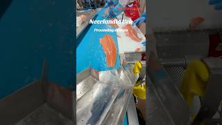 Processing salmon neerlandia trending salmon trendingshorts [upl. by Edgard]