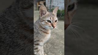 Cute cat poss cat please one subscribe [upl. by Asta857]