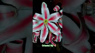 Oriantal lily flower 🌷 nature nature lovers flowers nightflower viralshorts [upl. by Wicks780]