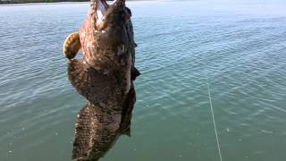 Gulf toadfish [upl. by Lukash]