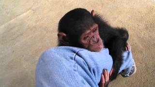 Baby ChimpsMonkeyBaby chimpanzeepet chimp婴儿黑猩猩chimpanzé bébéДетские шимпанзеchimpancé bebé [upl. by Dnomad]