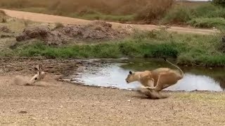 Lion fails to catch gazelle in epic safari footage [upl. by Braden]