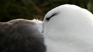 Black Browed Albatross courting on West Point Island Falkland Island [upl. by Millan811]