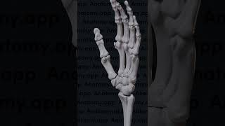 Biomechanics of the thumb movements at the first carpometacarpal joint [upl. by Dyer]