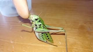 Кузнечик хочет съесть мой палец Katydid wants to eat my finger [upl. by Elburr500]