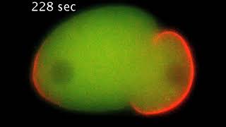 P granules condensing in a C elegans cell [upl. by Olimac]