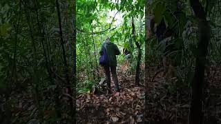 Trekking through rain forest of Ujung Kulon [upl. by Asiled]