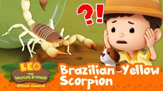 The SCORPION is POISONOUS 🦂 Brazilian Yellow Scorpion  Leo the Wildlife Ranger  Kids Cartoons [upl. by Asin]