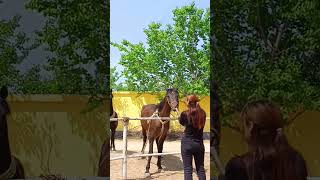 Hi bro Horse how are you [upl. by Lothario]