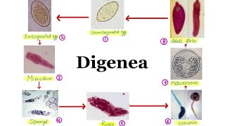 10 Order Digenea  General life cycle of Digenetic Trematodes🔥🔥  Aniket tyagi [upl. by Tiernan]