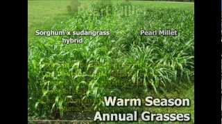 Summer Annuals as an Alternative Forage Crop [upl. by Dustie]