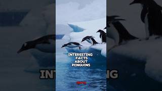 Intresting facts about penguins 🐧 facts shorts [upl. by Mcquoid]