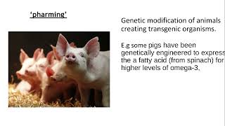 613 Manipulating genomes g The ethical issues around GM animals plants and microorganisms [upl. by Osman]