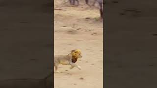 Lion attack hyenaanimals wildlife wildanimals foryou fyp [upl. by Ariek]