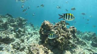 Snorkeling with Dream Dhow around Mnemba Island in Zanzibar [upl. by Rehc]