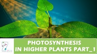 PHOTOSYNTHESIS IN HIGHER PLANTSPART 01 [upl. by Yrollam]