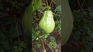 Chayote vegetables chayote [upl. by Vivien]