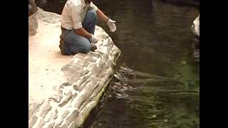 alligator feeding time Gaylord Palms Hotel Orlando Kissimmee Floridawmv [upl. by Keelin]