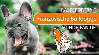 ► Französische Bulldogge 2018 Rasse Aussehen amp Charakter [upl. by Netsryk]