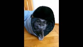 Play funny nebelung cat my cat cat sohrts [upl. by Bohaty]