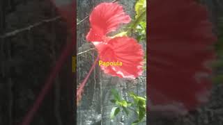 🎼 🎶 Papoula hibisco 🌺 [upl. by Michaele]