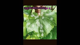 🍇🍇matco gold fungicide🍇🍇💥grape downymildewyt downy downywoodpecker [upl. by Aicil723]