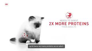 Give your kitten a healthy start to life [upl. by Berky]