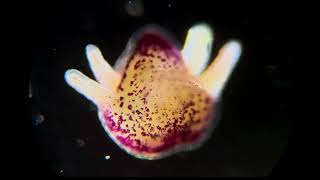 Australian The Great Barrier Reef zooplankton under the microscope [upl. by Ecikram]