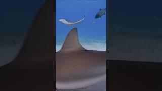 Caribbean reef sharks have to make room for tiger shark at Tiger Beach Bahamas shorts shark [upl. by Ayama]